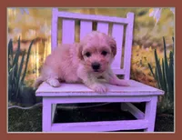 Belle, a female Maltipoo for sale in Kansas City, MO – Photo 1 of 5
