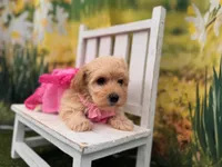 Belle, a female Maltipoo for sale in Little Rock, AR – 6 of 6