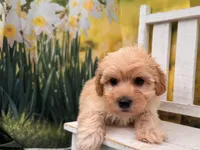 Belle, a female Maltipoo for sale in Little Rock, AR – 4 of 6