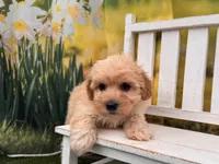 Belle, a female Maltipoo for sale in Little Rock, AR – 5 of 6