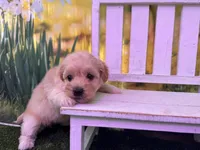 Belle, a female Maltipoo for sale in Kansas City, MO – Photo 3 of 5