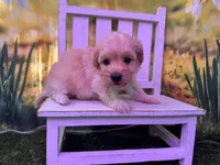 Belle, a female Maltipoo for sale in Kansas City, MO – Photo 5 of 5