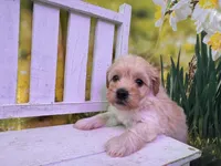 Belle, a female Maltipoo for sale in Kansas City, MO – Photo 2 of 5