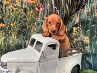 Dolly including pet nanny to NYC Oct 1st, a female Miniature Dachshund for sale in New York, NY – 2 of 5