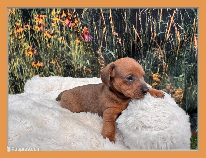 Ella – Miniature Dachshund puppy for sale in Harrisonville, MO