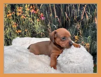 Ella, a female Miniature Dachshund for sale in Harrisonville, MO – 1 of 5