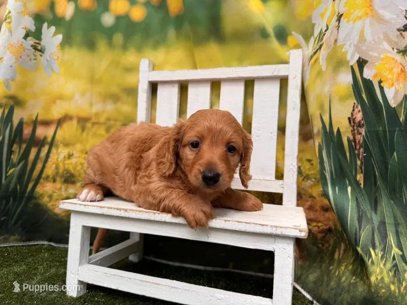 Lucy – Miniature Dachshund puppy for sale in Kansas City, KS