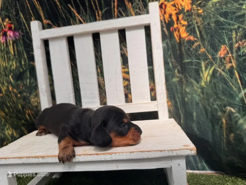 Fritz – Miniature Dachshund puppy for sale in Russellville, AR