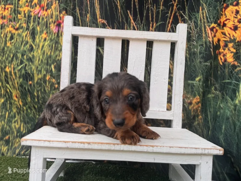 Alphie – Miniature Dachshund puppy for sale in Russellville, AR