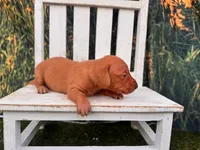 Dolly, a female Miniature Dachshund for sale in Russellville, AR – 2 of 2