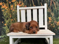 Barney, a male Miniature Dachshund for sale in Russellville, AR – 1 of 4