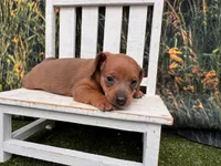 Ella, a female Miniature Dachshund for sale in Harrisonville, MO – 5 of 5