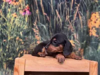 Luna, a female Miniature Dachshund for sale in New York, NY – 2 of 3