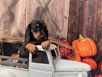 Luna including pet nanny to NYC Oct 1st, a female Miniature Dachshund for sale in New York, NY – 1 of 6