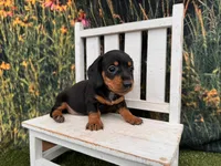 Daisy, a female Miniature Dachshund for sale in Harrisonville, MO – 2 of 4
