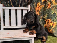 Hank, a male Miniature Dachshund for sale in Saint Petersburg, FL – 2 of 6