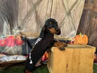 Tiny Tiny Timmie including shipping to NYC, a male Dachshund and Miniature Dachshund for sale in New York, NY – 4 of 5
