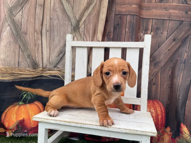 Sonny – Miniature Dachshund puppy for sale in Russellville, AR