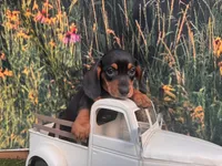Tiny Fritz , a male Miniature Dachshund for sale in Saint Petersburg, FL – 3 of 4