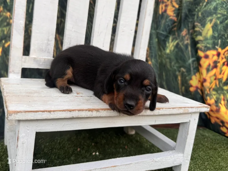 Luna – Miniature Dachshund puppy for sale in Russellville, AR