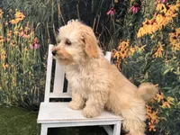Petey, a male Maltipoo for sale in Bella Vista, AR – 3 of 4