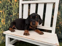 Tiny KC, a male Miniature Dachshund for sale in Harrisonville, MO – 5 of 5