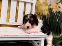 Molly, a female Miniature Dachshund for sale in Little Rock, AR – 2 of 3