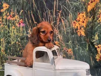 Lizzy , a female Miniature Dachshund for sale in Saint Petersburg, FL – 2 of 5