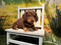 Heidi, a female Miniature Dachshund for sale in Kansas City, KS – 2 of 3