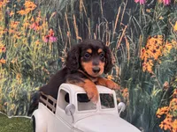Milo, a male Miniature Dachshund for sale in Bella Vista, AR – 3 of 4