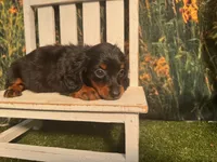 Grace , a female Miniature Dachshund for sale in Kansas City, KS – 2 of 4