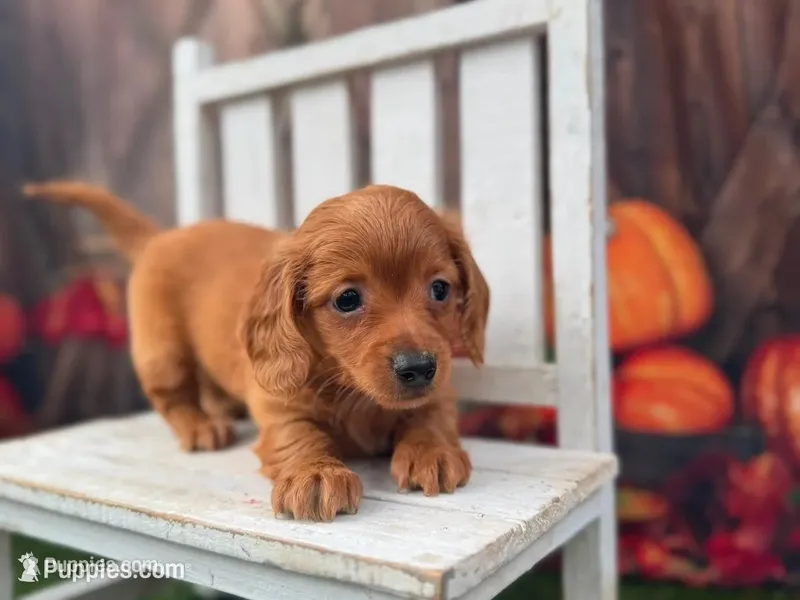 Liam – Miniature Dachshund puppy for sale in Russellville, AR