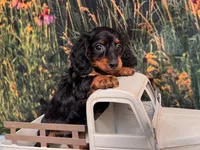 Greta, a female Miniature Dachshund for sale in Harrisonville, MO – 2 of 5