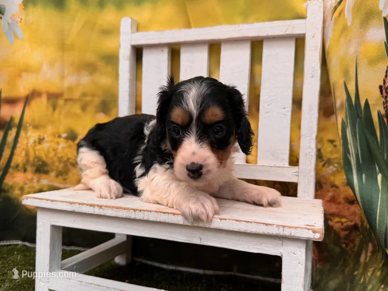 Molly – Miniature Dachshund puppy for sale in Kansas City, KS