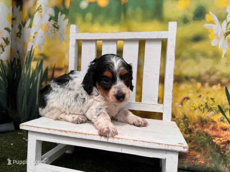 Frankie – Miniature Dachshund puppy for sale in Kansas City, KS