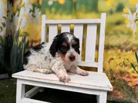Frankie, a female Miniature Dachshund for sale in Kansas City, KS – 1 of 3