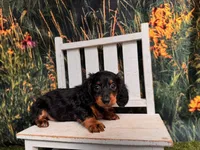 Greta, a female Miniature Dachshund for sale in Harrisonville, MO – 5 of 5