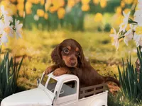 Can del. to KC June or Springfield Mo on 5, a male Miniature Dachshund for sale in Kansas City, KS – 1 of 3