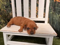 Bella, a female Miniature Dachshund for sale in Russellville, AR – 2 of 3