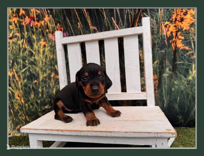 KC – Miniature Dachshund puppy for sale in Russellville, AR