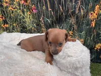 Ella, a female Miniature Dachshund for sale in Harrisonville, MO – 3 of 5
