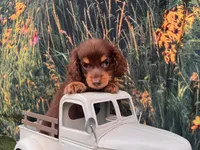 COOPER, a male Miniature Dachshund for sale in Bella Vista, AR – 3 of 3