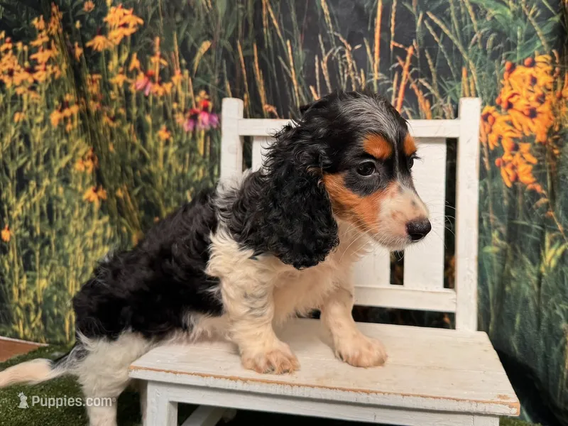 Molly – Miniature Dachshund puppy for sale in Russellville, AR