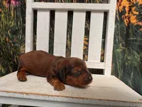Boz, a male Miniature Dachshund for sale in Russellville, AR – 2 of 4