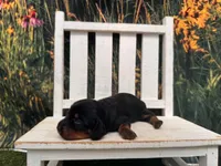 Grace, a female Miniature Dachshund for sale in Russellville, AR – 2 of 2