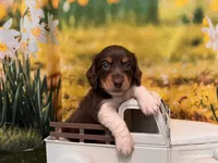 Hank, a male Miniature Dachshund for sale in Bella Vista, AR – 2 of 5