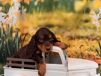 Hershey, a male Miniature Dachshund for sale in Bella Vista, AR – 4 of 4