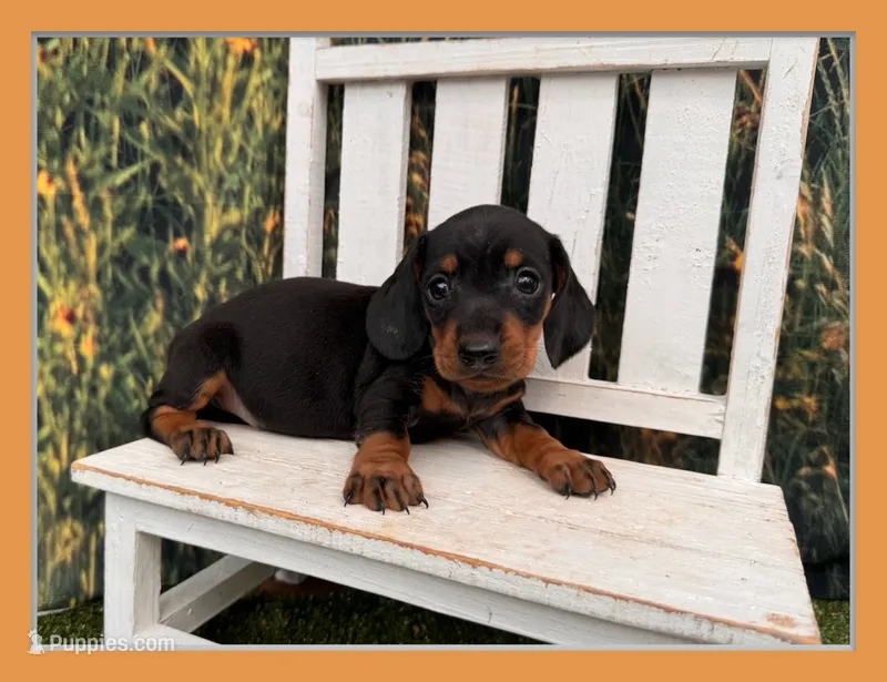 Tiny KC – Miniature Dachshund puppy for sale in Harrisonville, MO