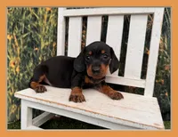 Tiny KC, a male Miniature Dachshund for sale in Harrisonville, MO – 1 of 5