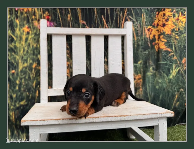 Daisy – Miniature Dachshund puppy for sale in Russellville, AR
